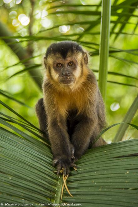 Imagem de uma macaco brincando em cima de uma folha no parque.
